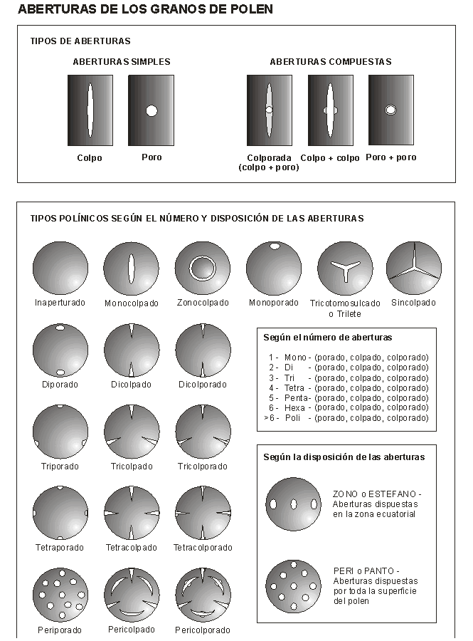 Aberturas. Diferentes tipos de granos de polen: 1. Inaperturado. 2